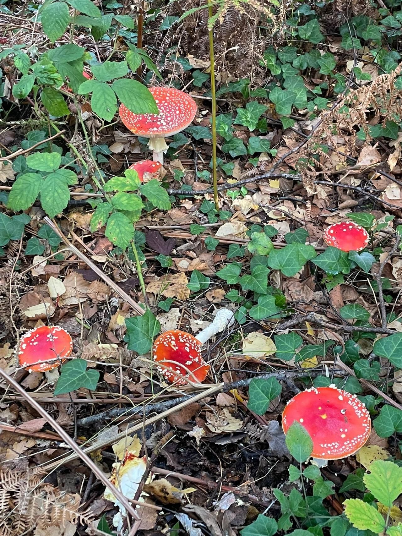 Retraite Sportive Melun Val de Seine